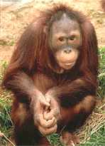 orangutang.jpg (5649 bytes)