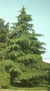 r_kedr.jpg (4900 bytes)